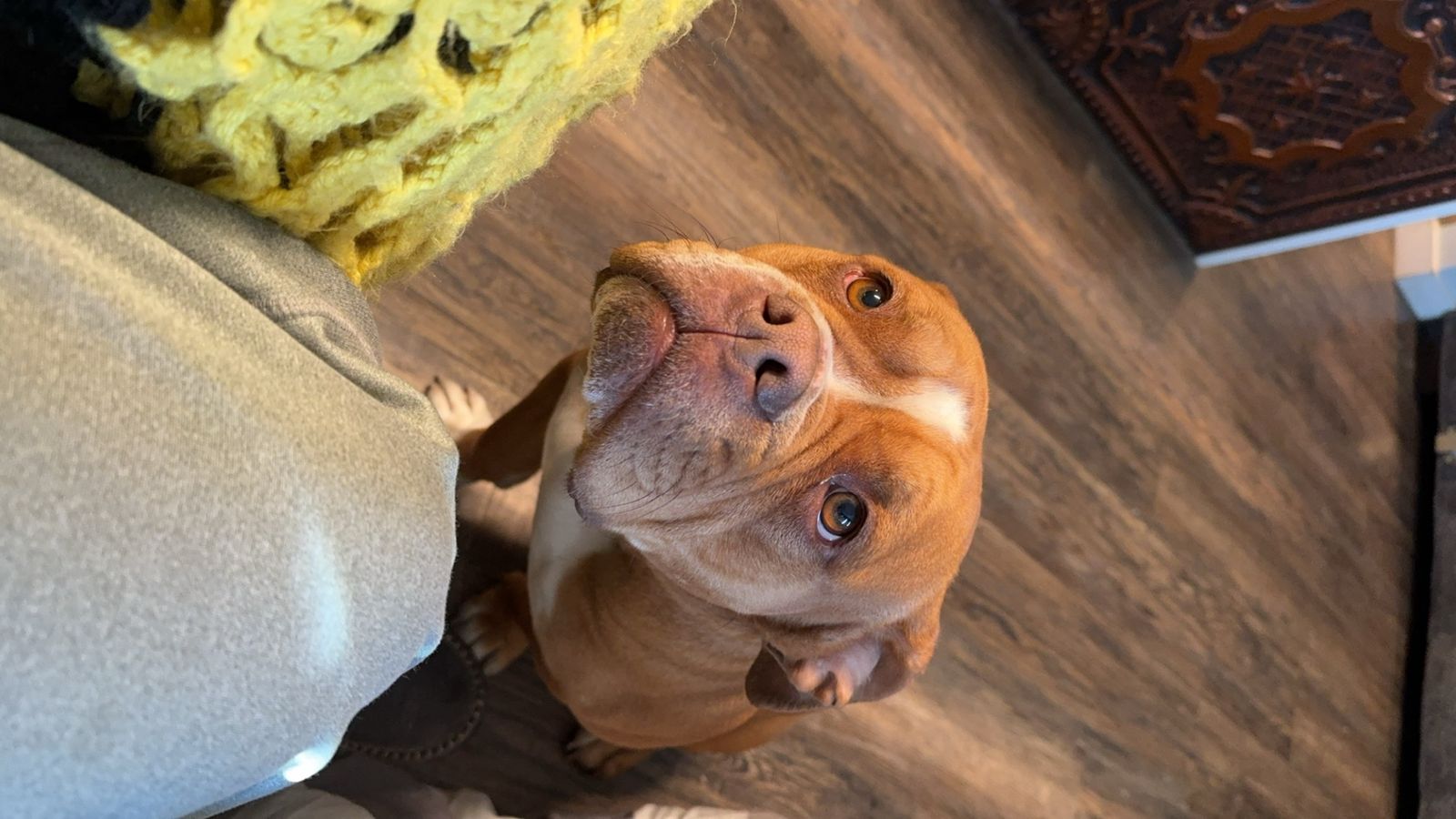 7 year old micro bully/pit mix
