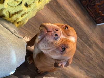 7 year old micro bully/pit mix
