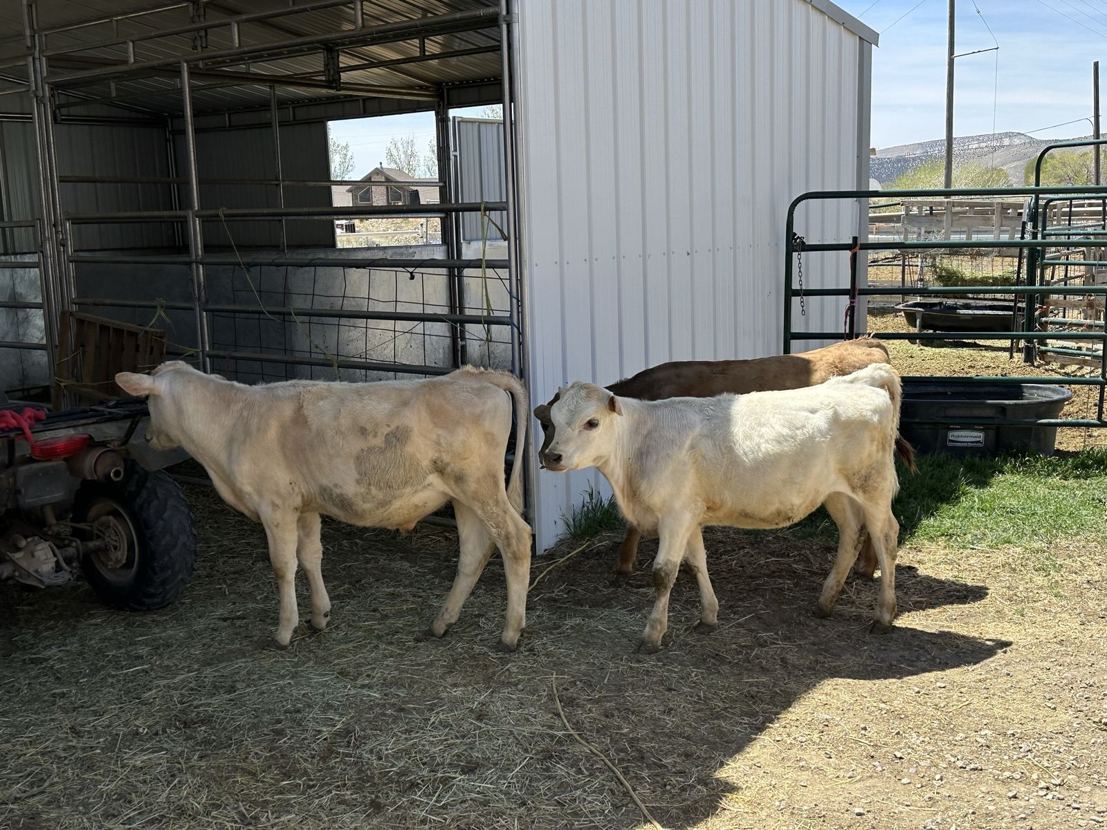 Beef Cross Calves -    (fully weaned )    5- 6 months old