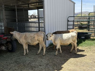 Beef Cross Calves - (fully weaned ) 5- 6 months old