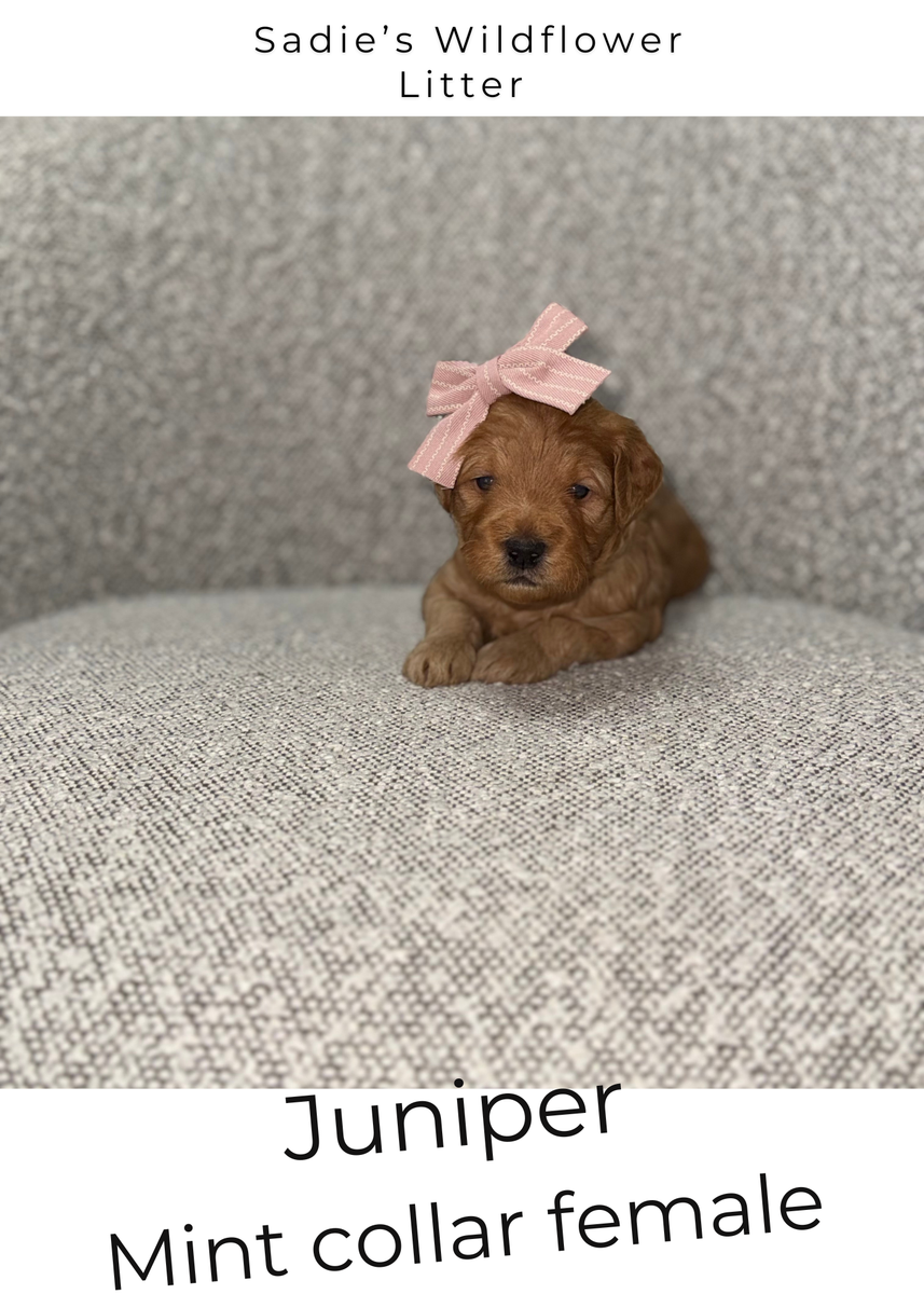 Mini Goldendoodle Puppies- Spots Available