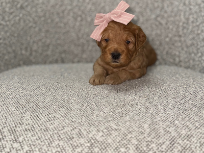 Mini Goldendoodle Puppies- Spots Available