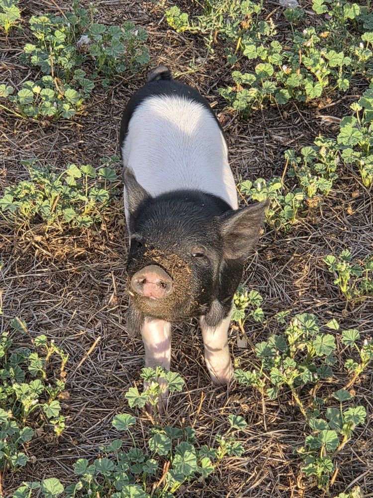 Kunekune Piglets – 4 Females + Intact Black Male – Reserve Now