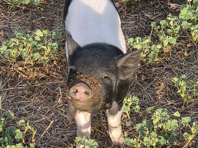 Kunekune Piglets – 4 Females + Intact Black Male – Reserve Now