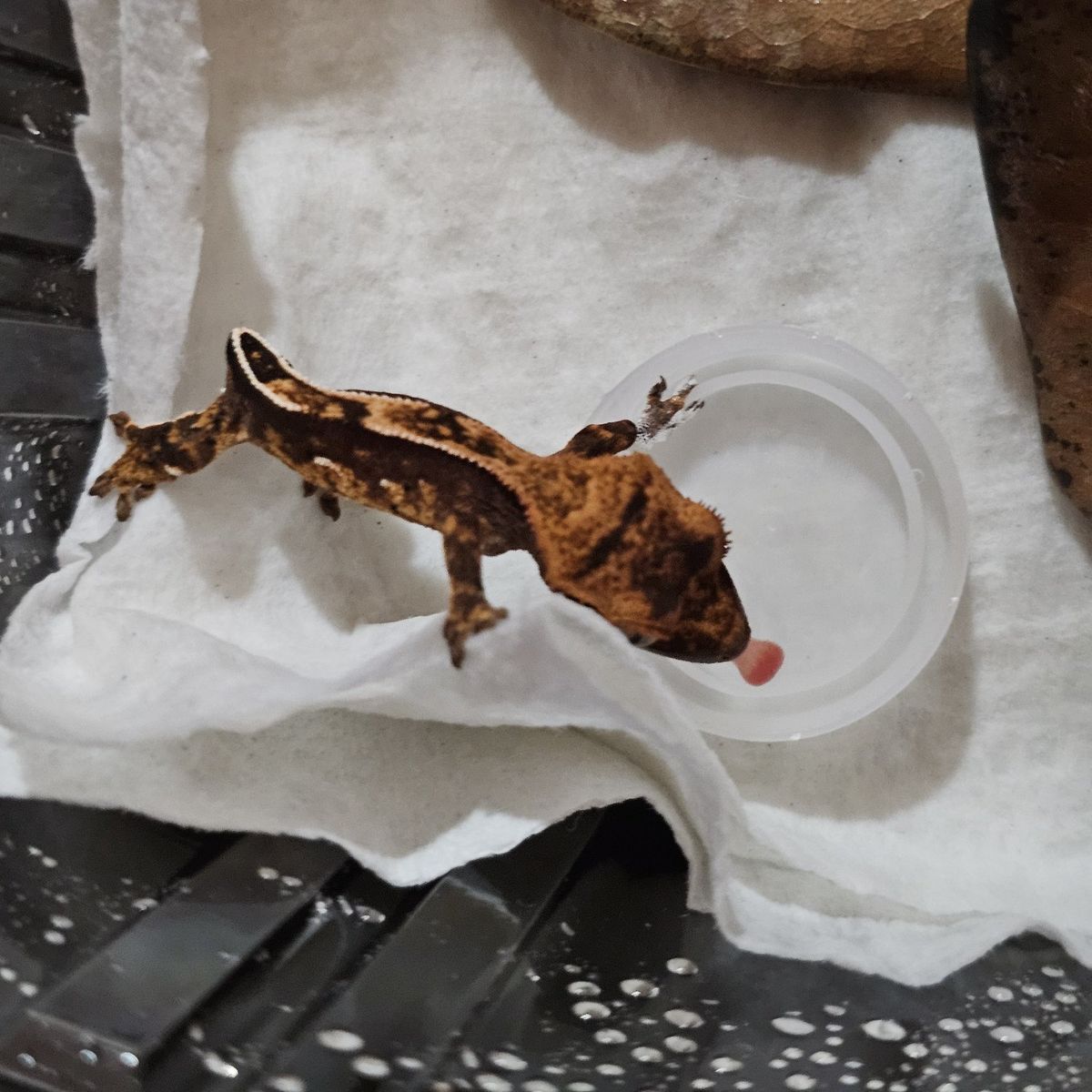 Baby Crested Gecko - Harlequin Pinstripe Morph