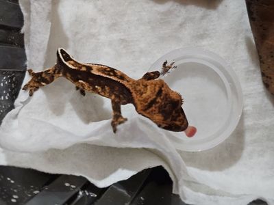 Baby Crested Gecko - Harlequin Pinstripe Morph