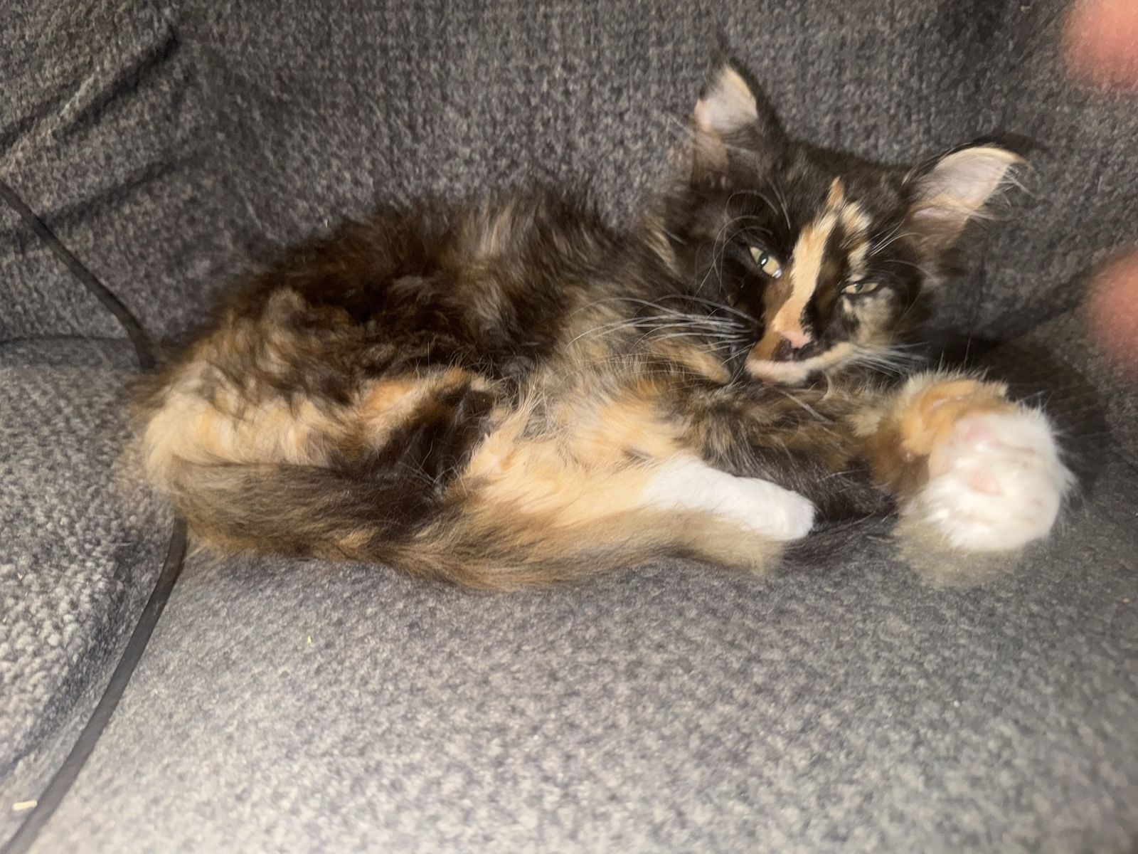Long haired Calico Kitten Looking for a Forever Home