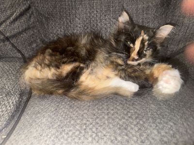 Long haired Calico Kitten Looking for a Forever Home