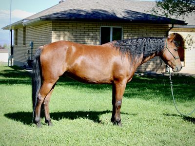 Cute 5yr gelding