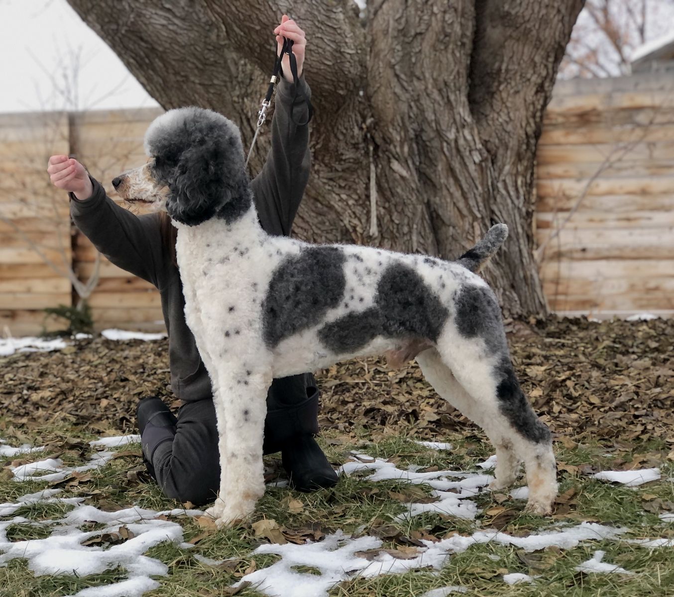 AKC Standard Poodle Stud Merle Phantom Tri Parti