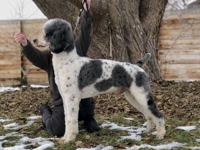AKC Standard Poodle Stud Merle Phantom Tri Parti