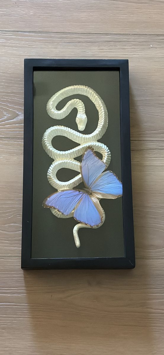 Real large blue butterfly shadow box