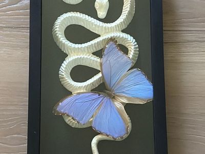 Real large blue butterfly shadow box