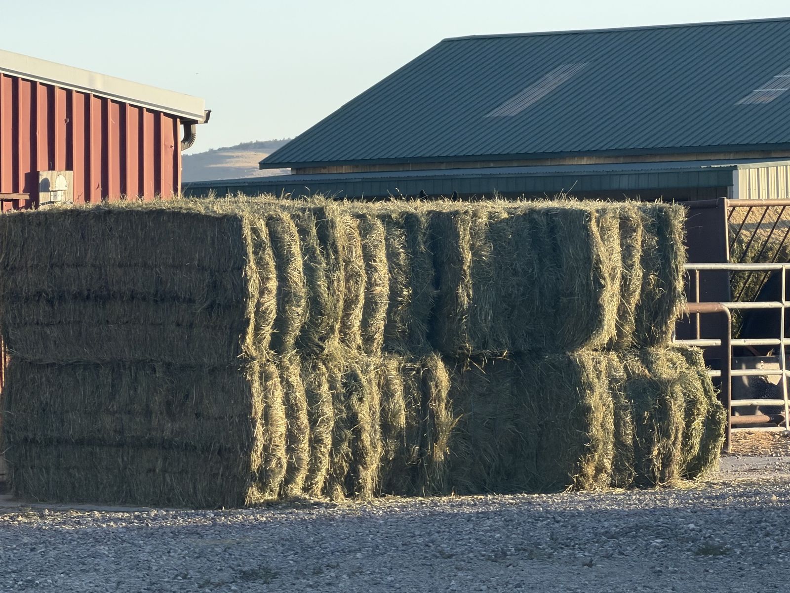 Grass hay