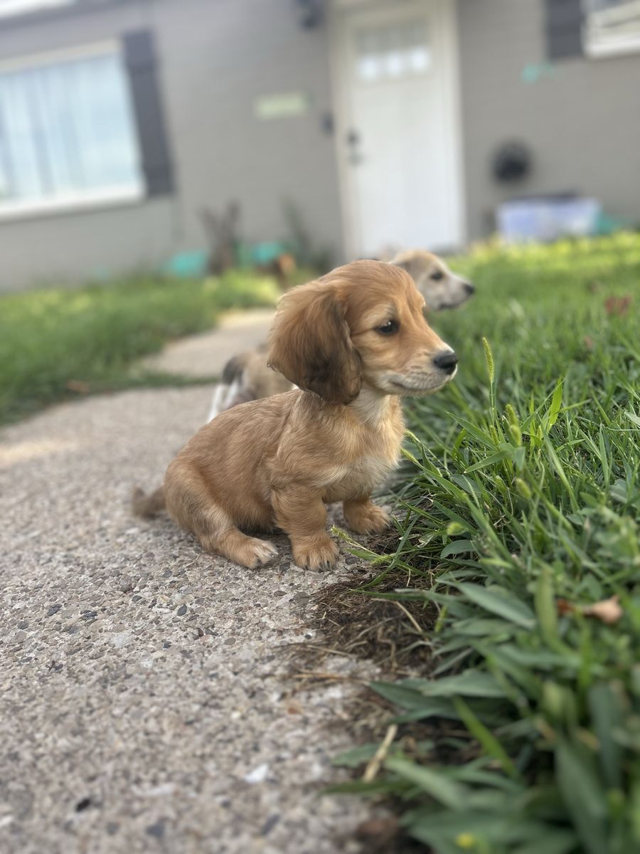 Dachshund puppies