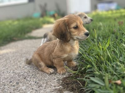 Dachshund puppies