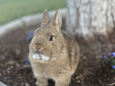 Netherland Dwarf Boy - 10 Weeks Old, Adorable & Ready for a New Home!