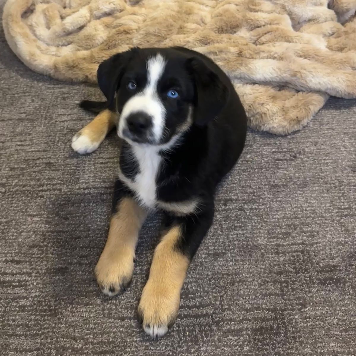 Puppy- Mini Aussie And Husky Mix