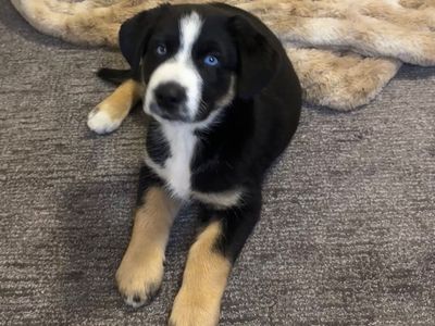 Puppy- Mini Aussie And Husky Mix