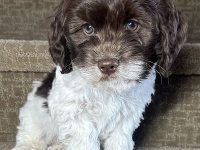 Brittnepoo Puppies (American Brittany x Poodle) | READY NOW 8 Weeks Old | Under 20 lbs Full Grown | Family Raised