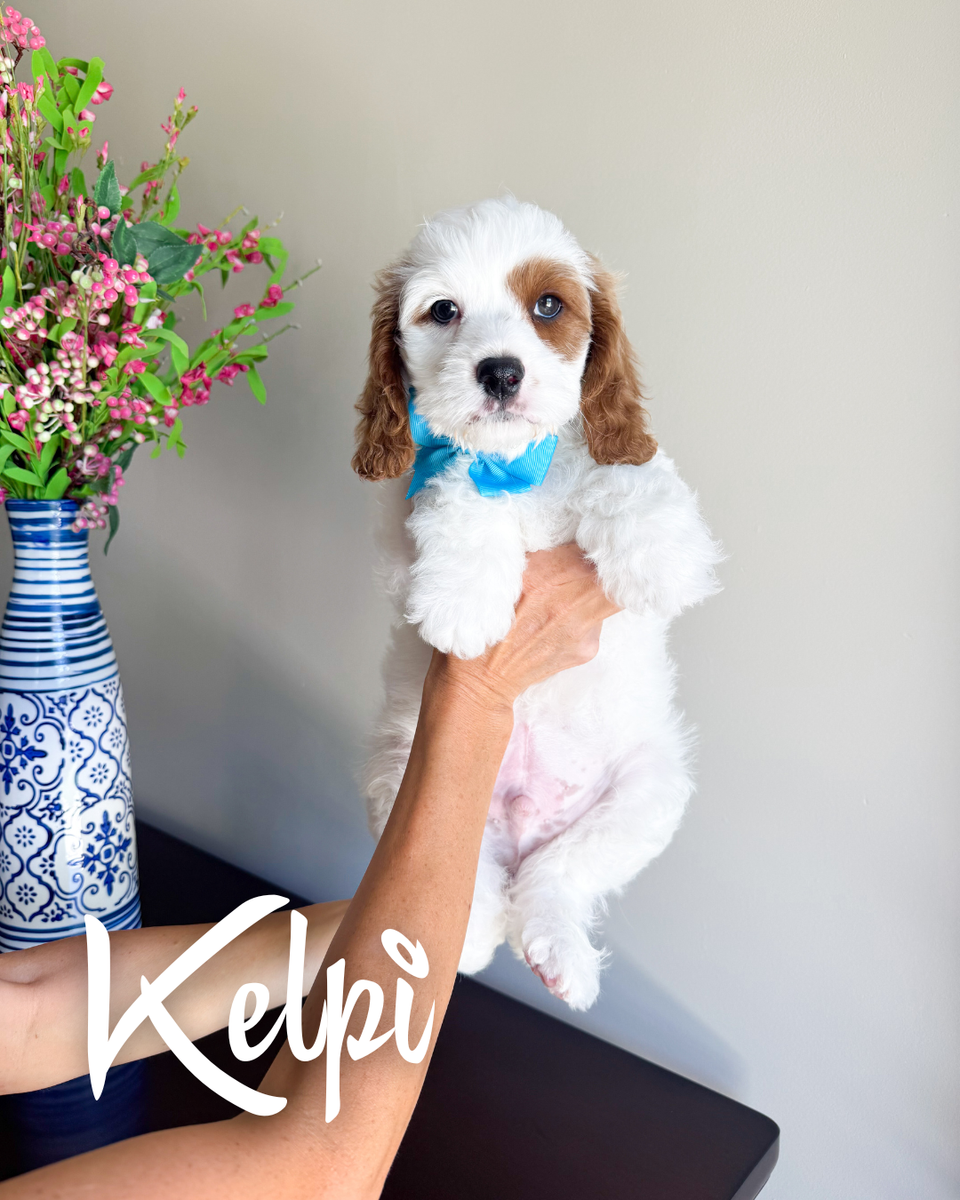 Kelpi, Cavapoo boy ready to go!
