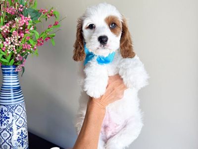 Kelpi, Cavapoo boy ready to go!