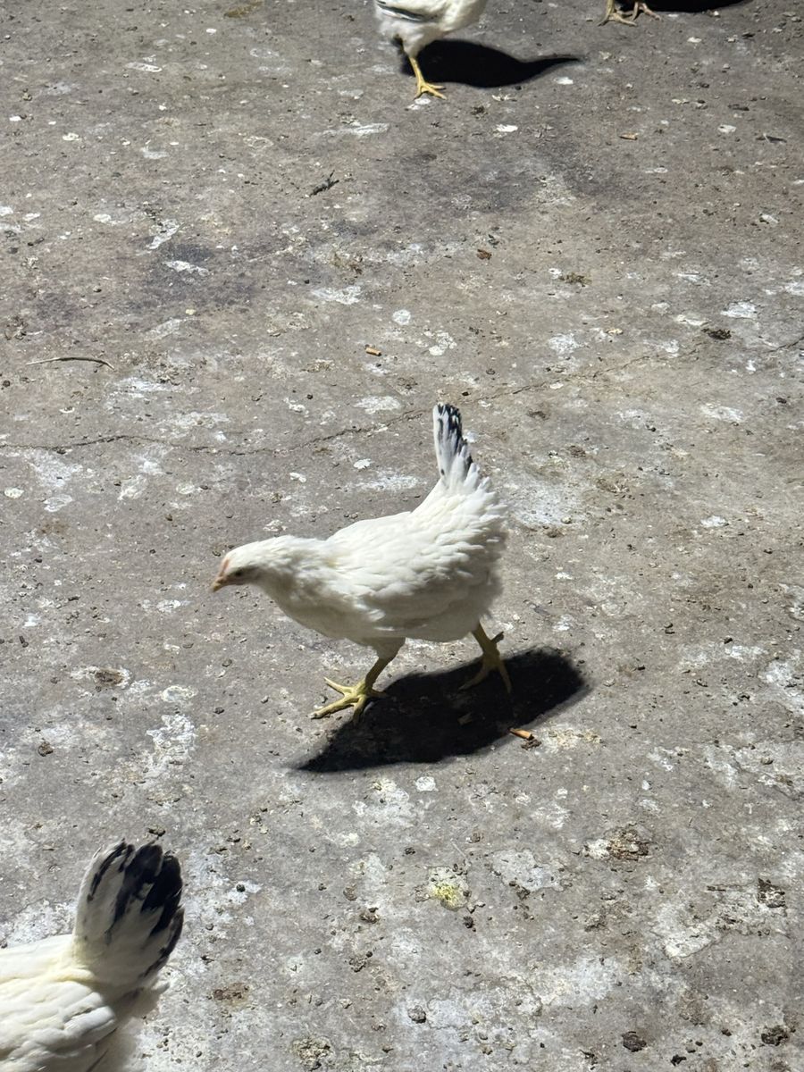 White chickens for sale