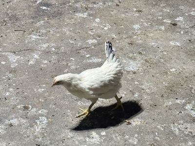 White chickens for sale