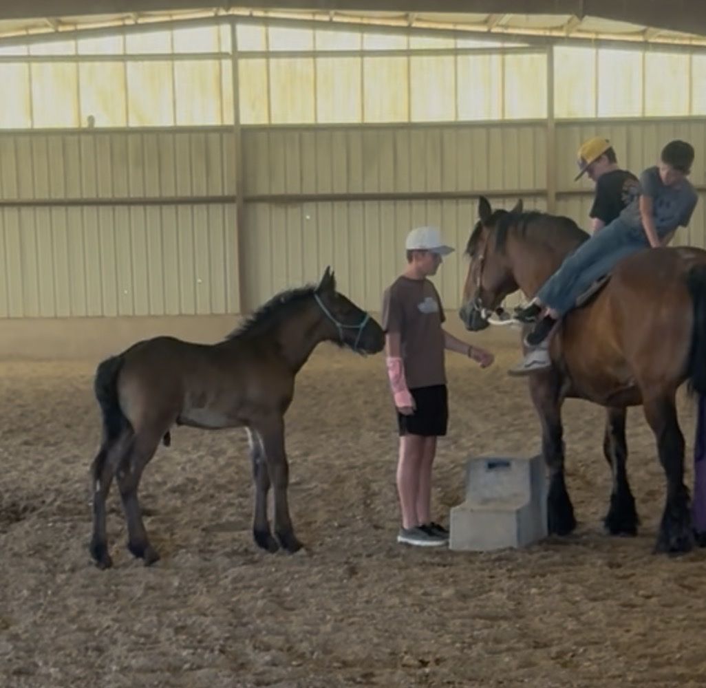 HIGE Brabant stud colt (turning roan)