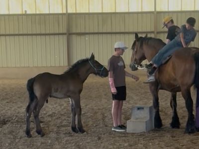 HIGE Brabant stud colt (turning roan)