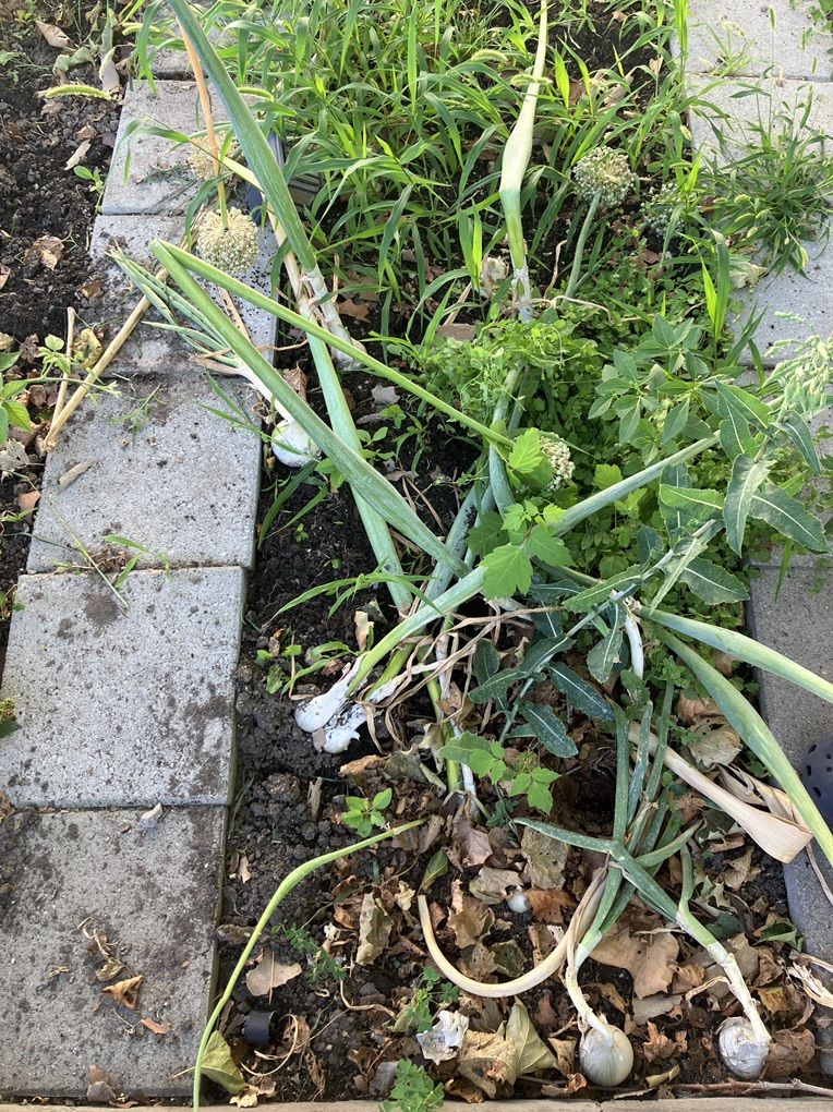 Free Onion Seeds And 2nd Year Onions