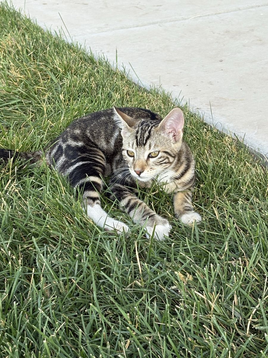 Bengal Mix Kittens