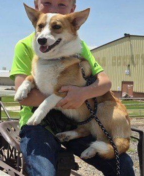 Corgi mix