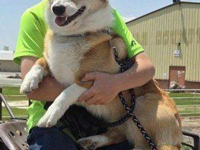 Corgi mix