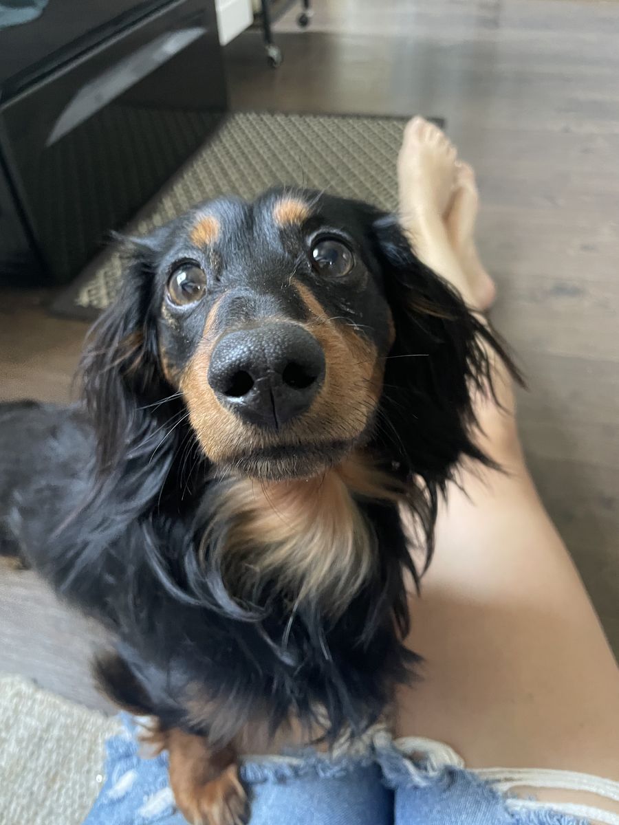 Lost dog!!!