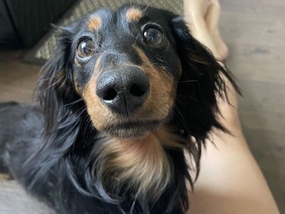 Lost dog!!!