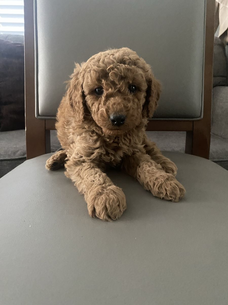 9 weeks Golden doodle