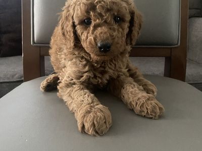 9 weeks Golden doodle