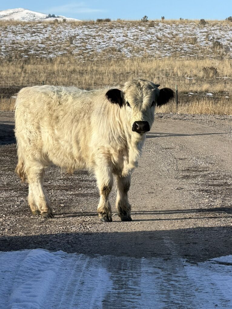 Yearling Mini Bull Calf