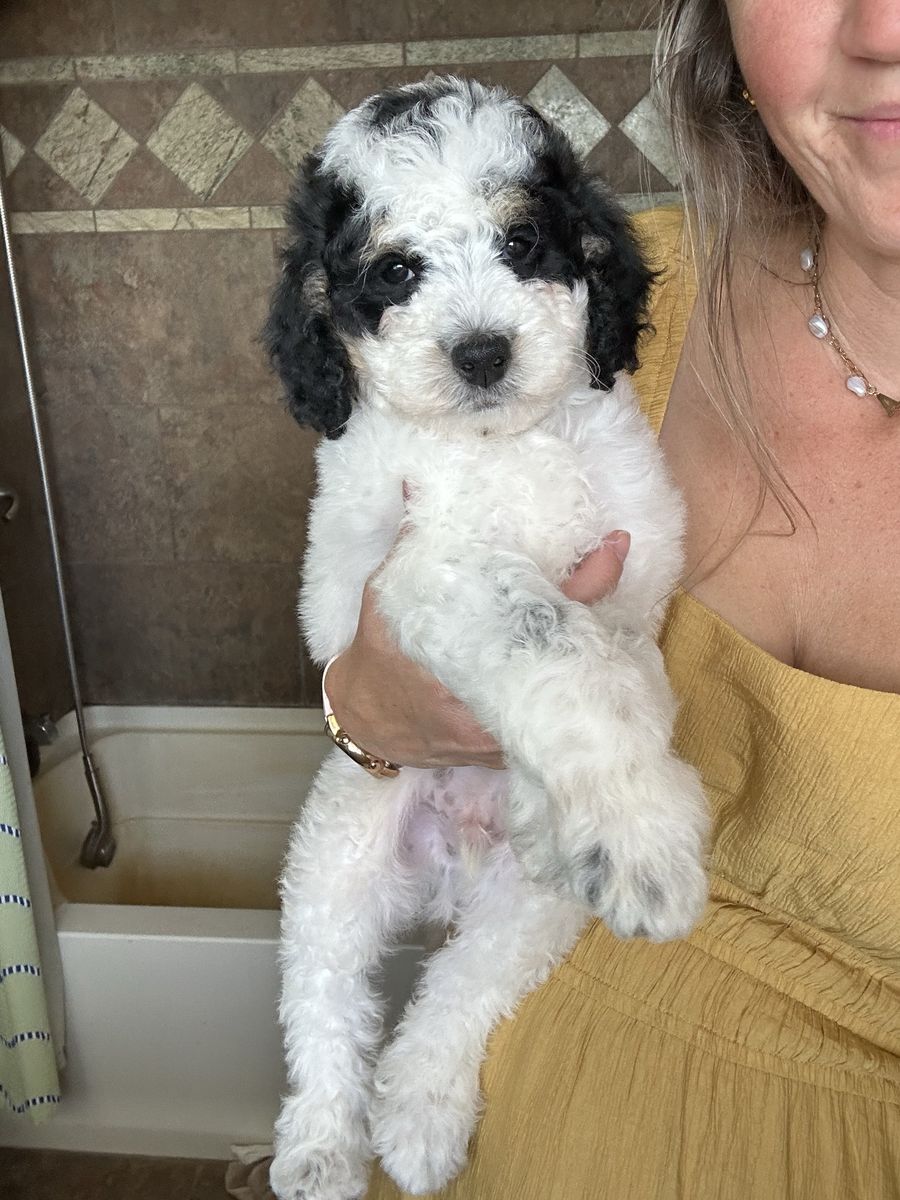 * PRICE REDUCED** Adorable Mini Bernedoodles Puppy -Family Raised