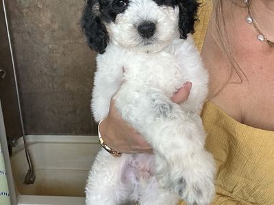 * PRICE REDUCED** Adorable Mini Bernedoodles Puppy -Family Raised