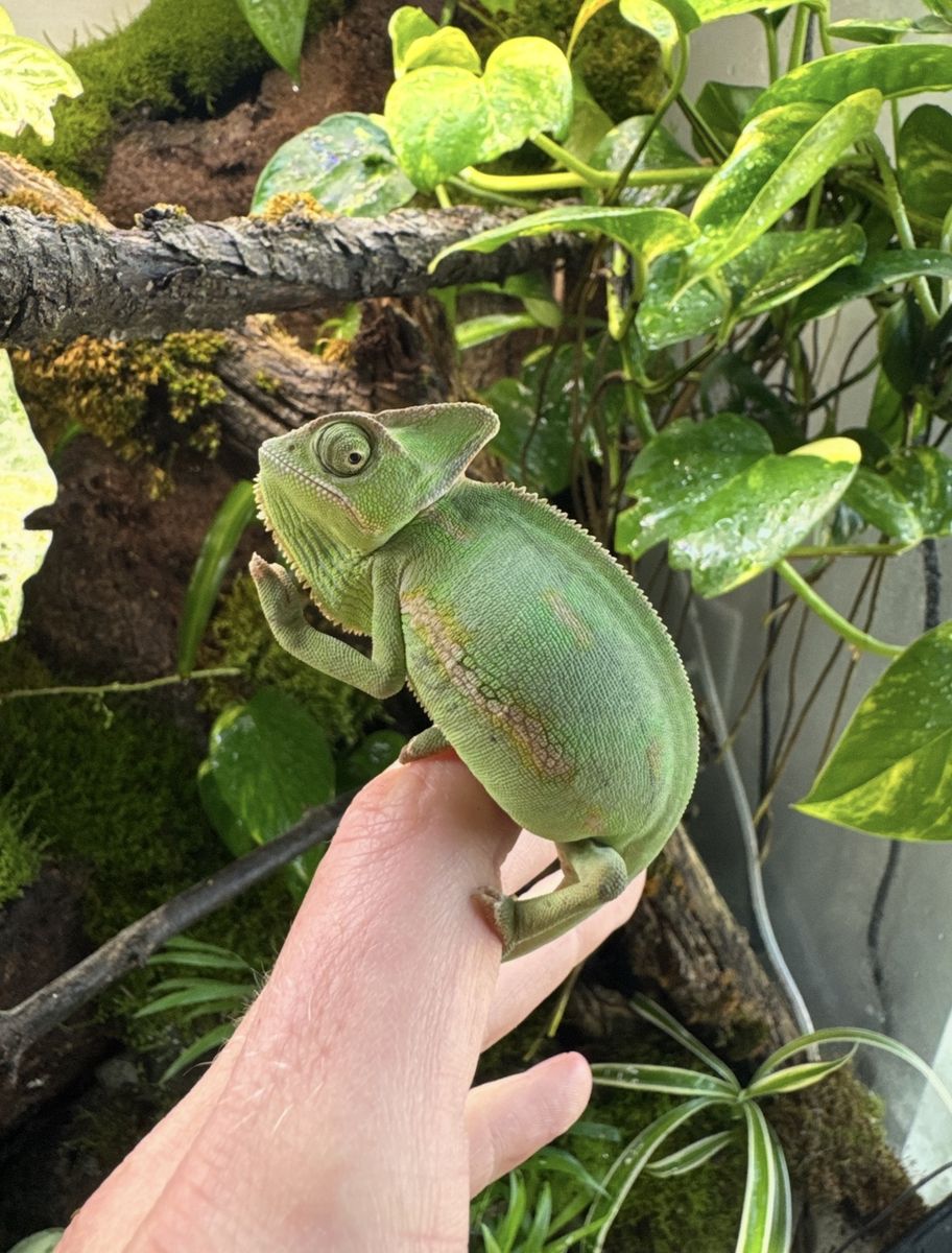 Female Veiled Chameleon - 1.5 Years Old