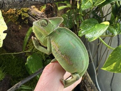 Female Veiled Chameleon - 1.5 Years Old