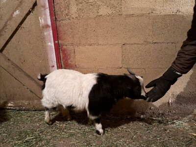 Miniature Fainting Goat