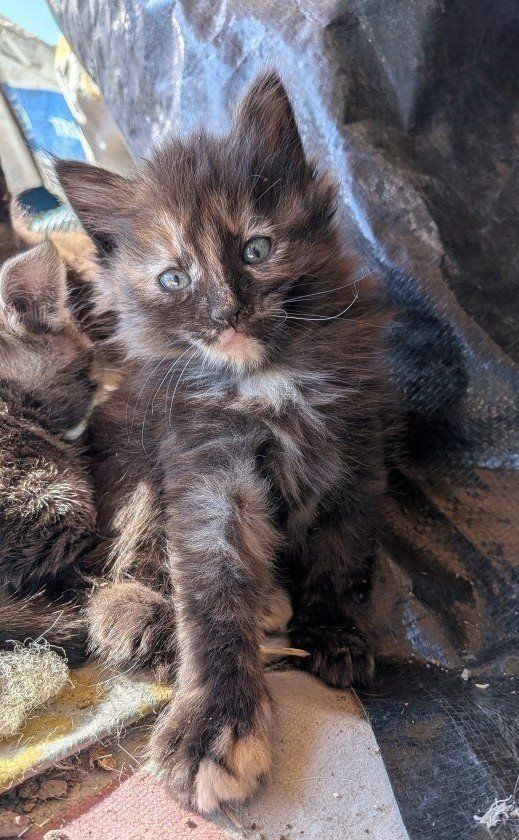 Kittens