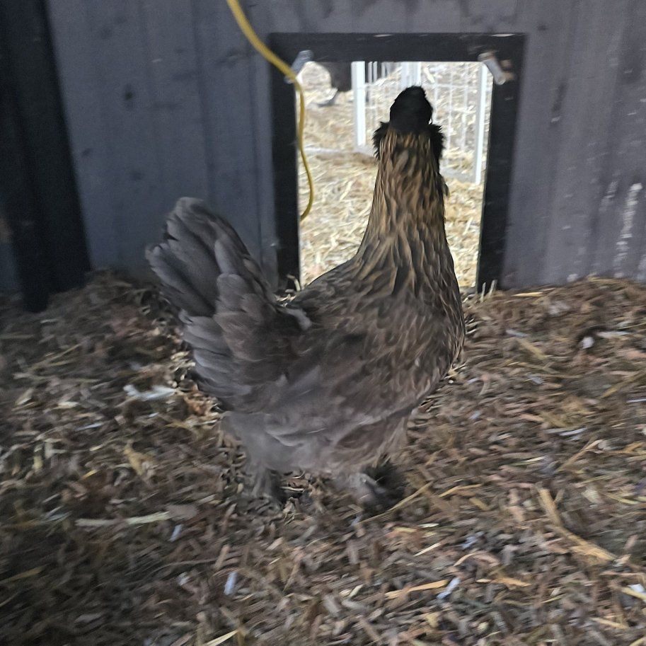 chickens laying hens and some roosters
