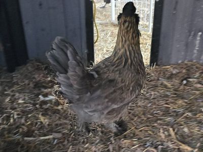 chickens laying hens and some roosters