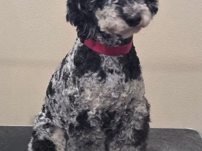 AKC merle phantom small standard poodle stud