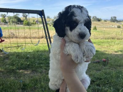 Mini Bernedoodle Female **REDUCED Price**