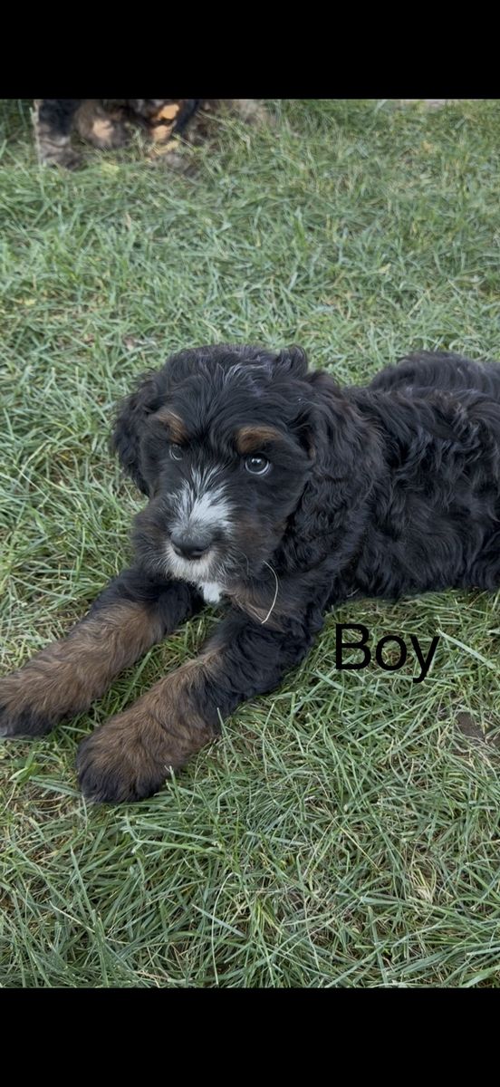 Ultra Bernedoodle Puppies - Ready Now